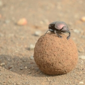 11 facts about animals that even zoologists don't know