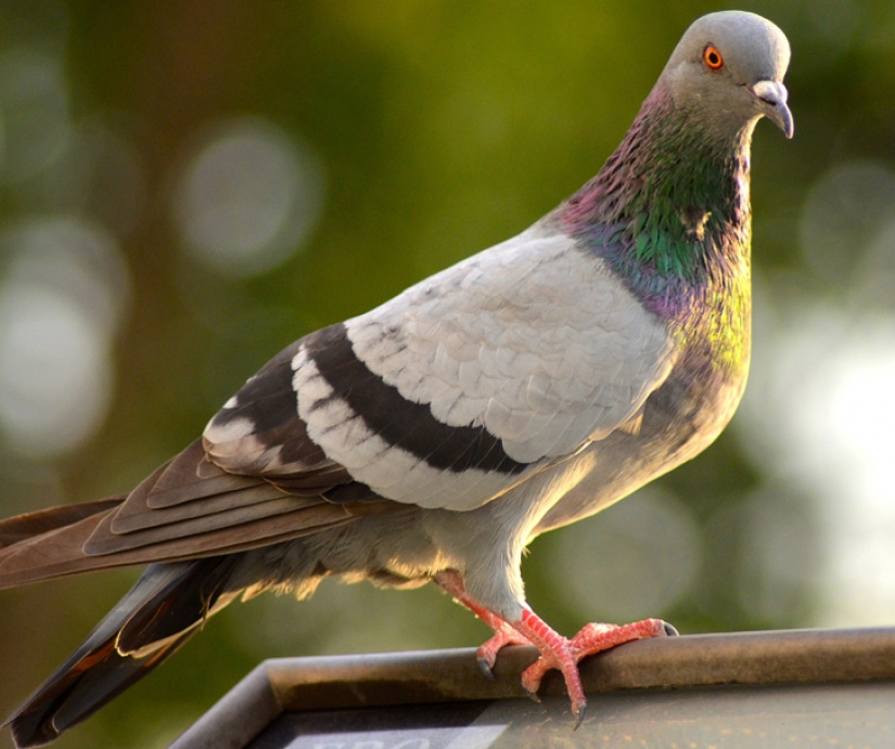 11 hechos sobre animales que ni siquiera los zoólogos conocen 11 hechos sobre animales que ni siquiera los zoólogos conocen