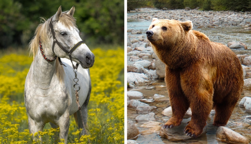 11 hechos sobre animales que ni siquiera los zoólogos conocen 11 hechos sobre animales que ni siquiera los zoólogos conocen