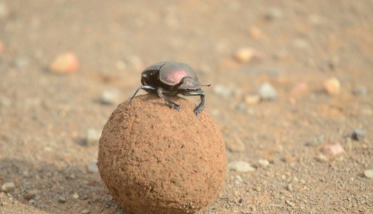 11 hechos sobre animales que ni siquiera los zoólogos conocen 11 hechos sobre animales que ni siquiera los zoólogos conocen