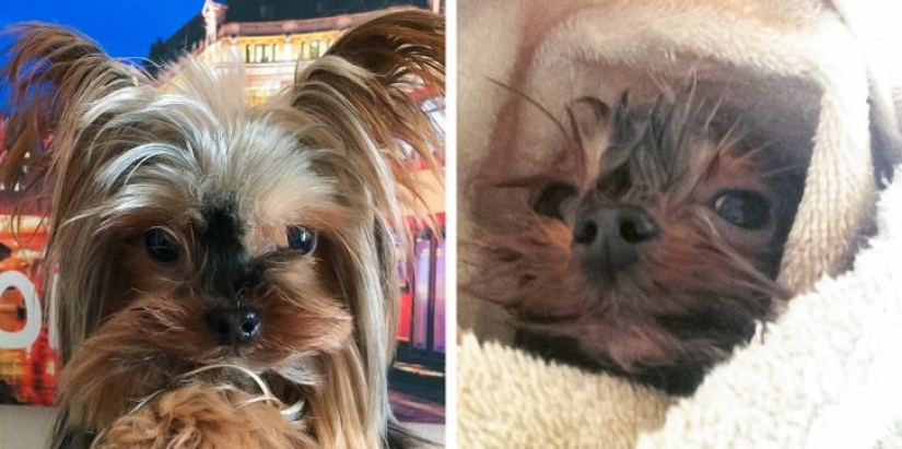 11 photos that prove that animals and water are incompatible