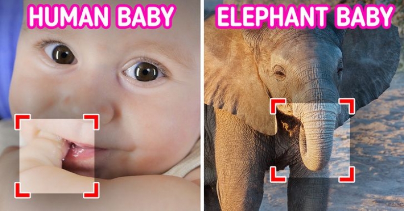 12 behaviors that humans and animals unknowingly share