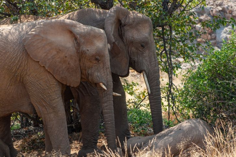 12 behaviors that humans and animals unknowingly share