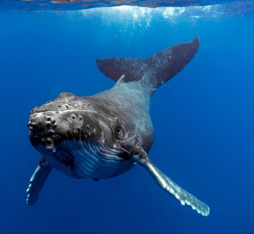 12 behaviors that humans and animals unknowingly share