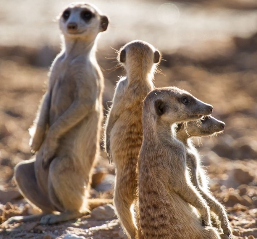 12 behaviors that humans and animals unknowingly share