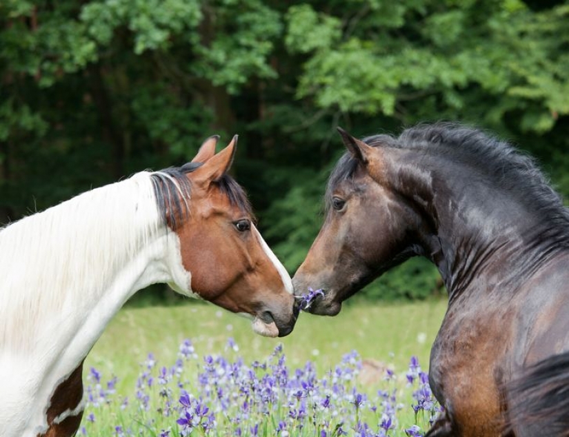 12 behaviors that humans and animals unknowingly share