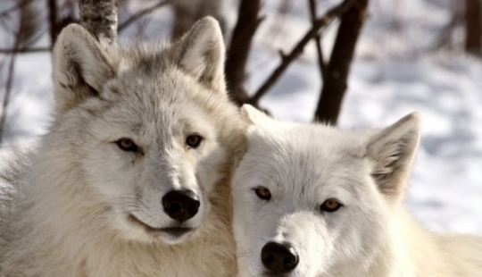 12 behaviors that humans and animals unknowingly share