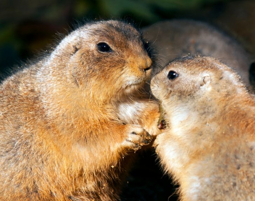 12 behaviors that humans and animals unknowingly share