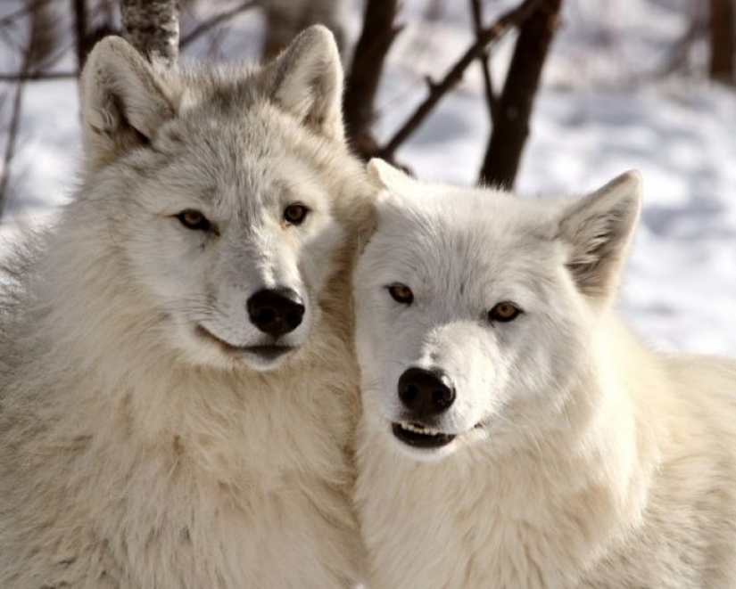 12 comportamientos que los humanos y los animales comparten sin saberlo 12 comportamientos que los humanos y los animales comparten sin saberlo