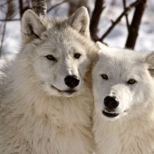 12 comportamientos que los humanos y los animales comparten sin saberlo