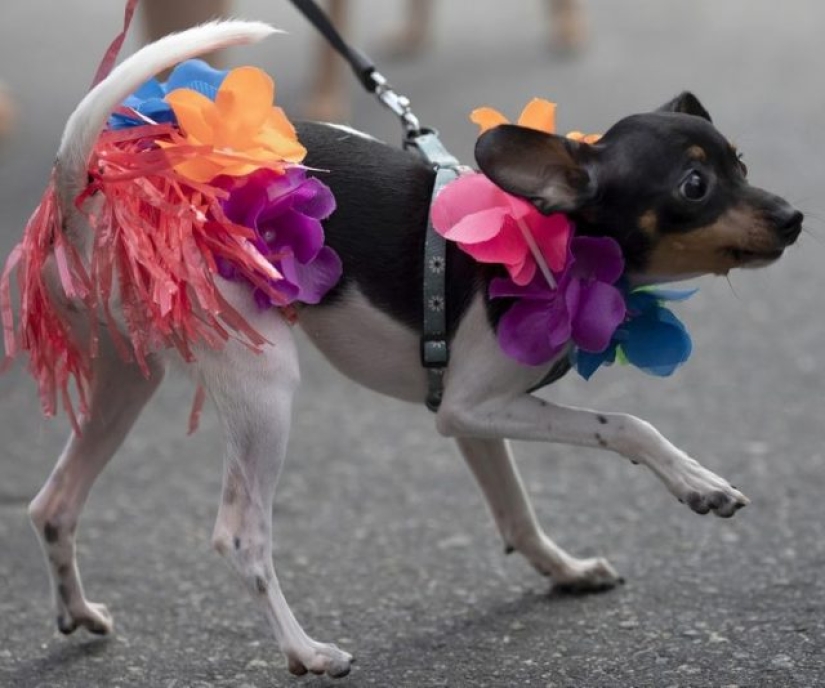 12 facts about Brazilian culture that make it so unique 12 facts about Brazilian culture that make it so unique