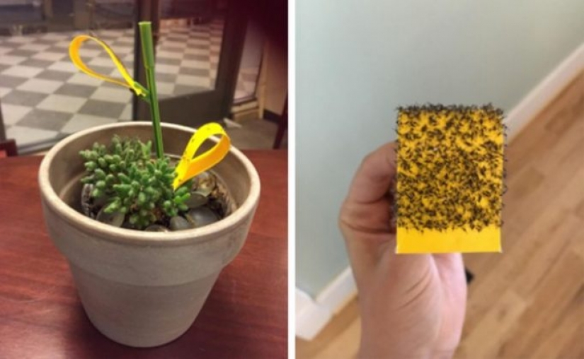 12 gadgets por menos de $ 50 que pueden mejorar tu hogar