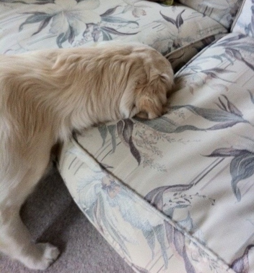 12 mascotas que son tan tímidas que nos dan ganas de abrazarlas 12 mascotas que son tan tímidas que nos dan ganas de abrazarlas