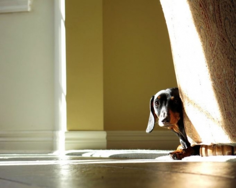 12 mascotas que son tan tímidas que nos dan ganas de abrazarlas 12 mascotas que son tan tímidas que nos dan ganas de abrazarlas