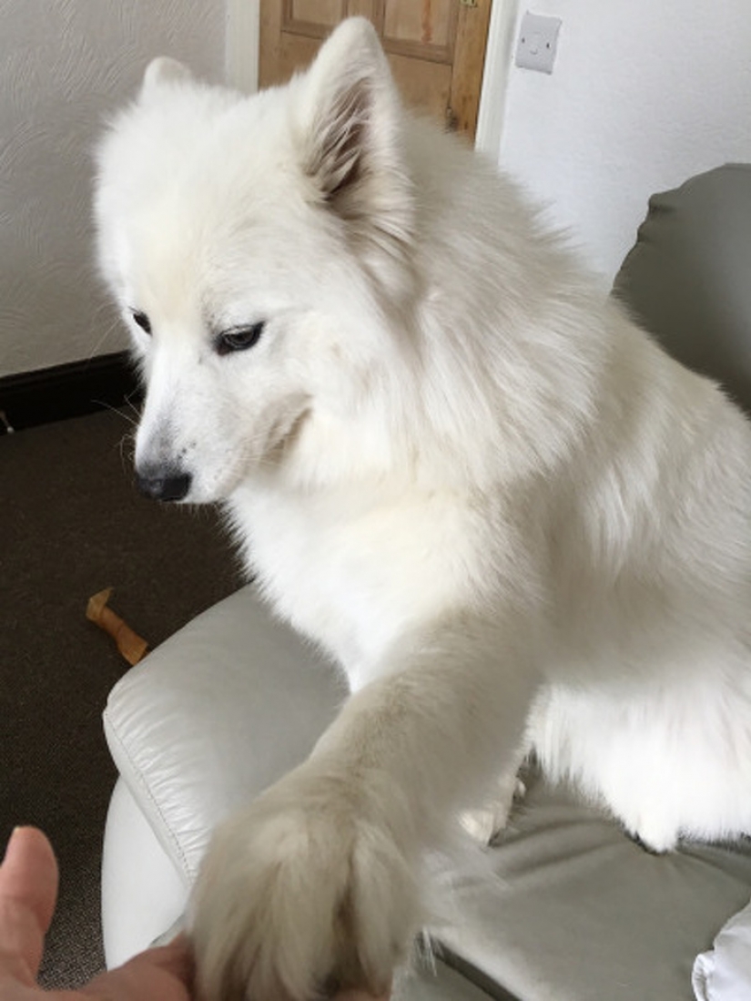 12 mascotas que son tan tímidas que nos dan ganas de abrazarlas 12 mascotas que son tan tímidas que nos dan ganas de abrazarlas