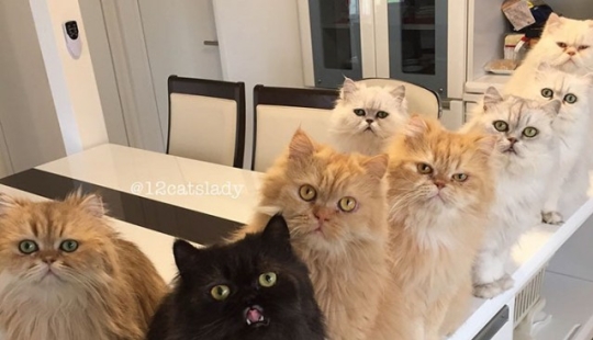 12 Persians under one roof