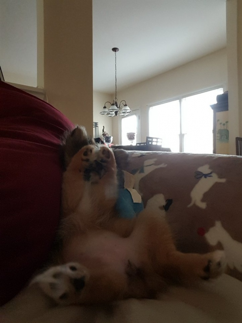 12 pets that are so shy that they make us want to hug them