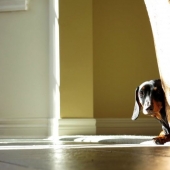 12 pets that are so shy that they make us want to hug them