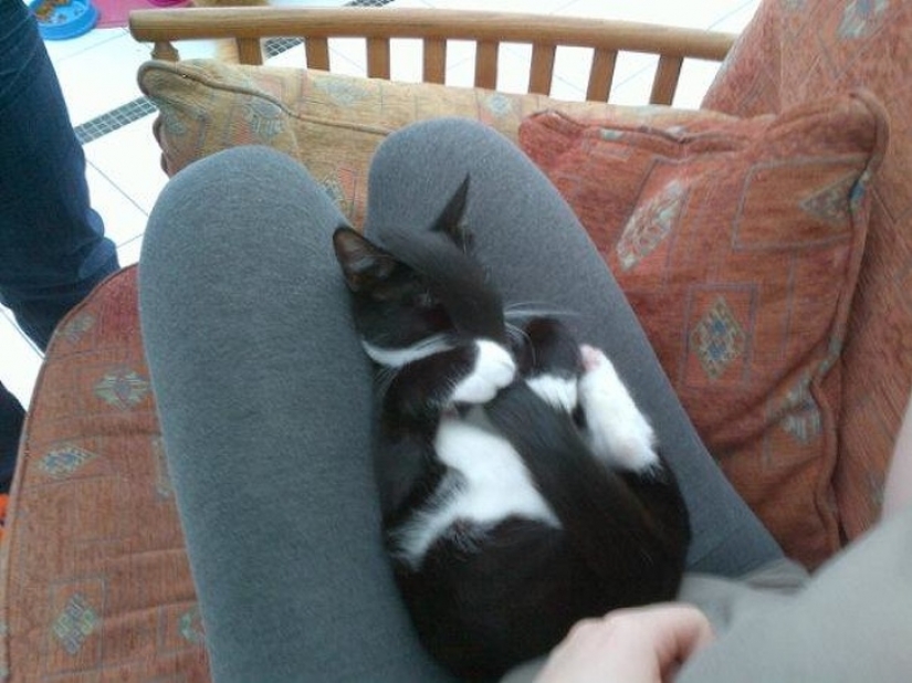 12 pets that are so shy that they make us want to hug them