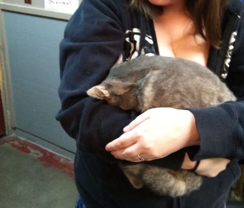 12 pets that are so shy that they make us want to hug them