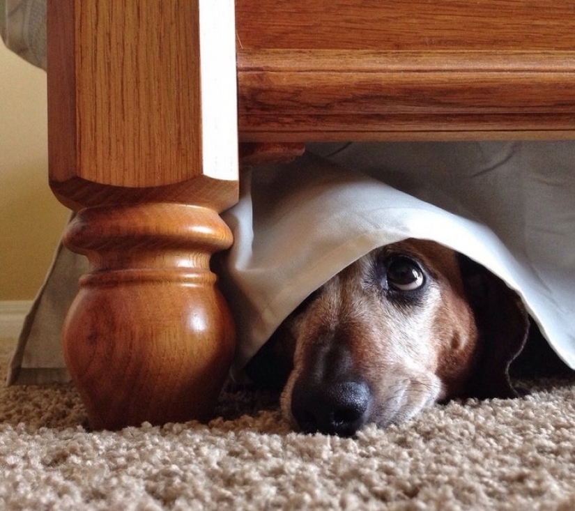 12 pets that are so shy that they make us want to hug them