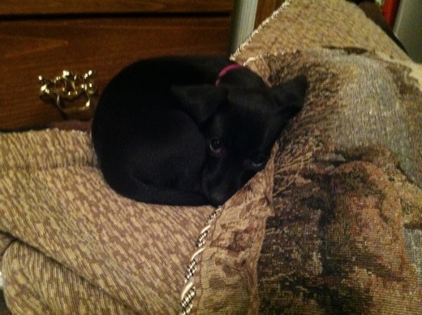 12 pets that are so shy that they make us want to hug them