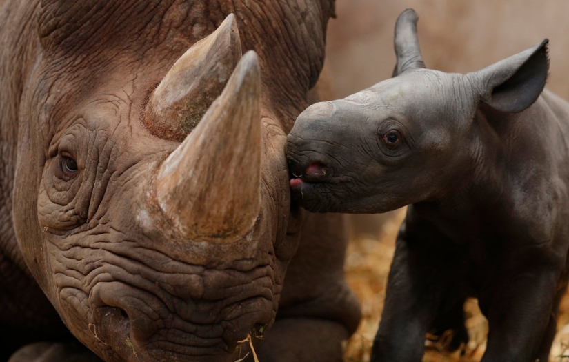 12 signs we're in the middle of the 6th mass extinction