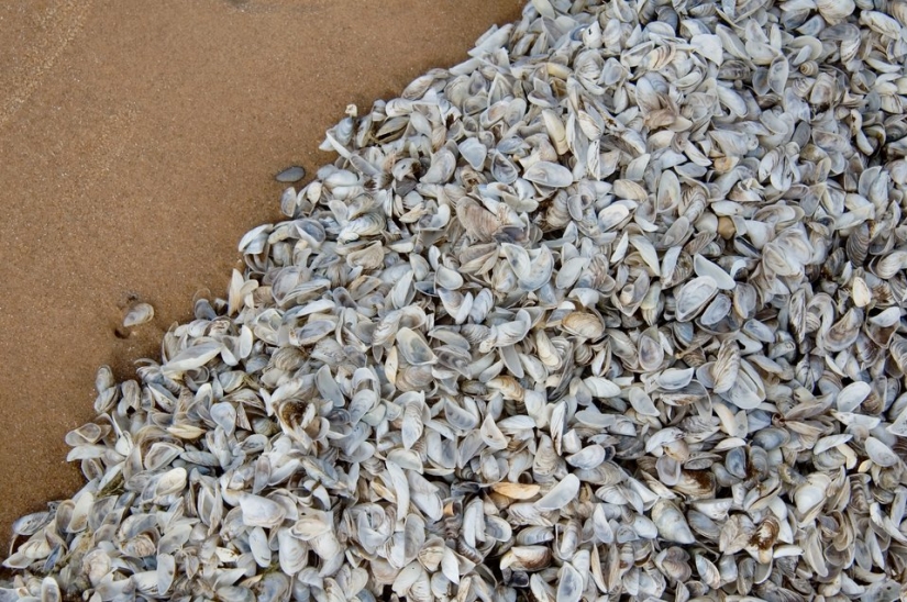 12 signs we're in the middle of the 6th mass extinction