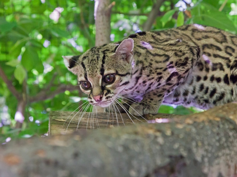 12 surprisingly rare species of wild dogs and cats