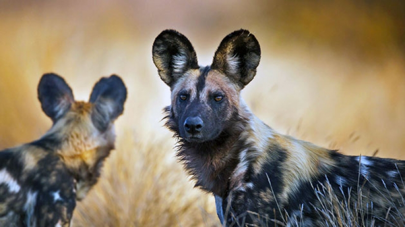 12 surprisingly rare species of wild dogs and cats