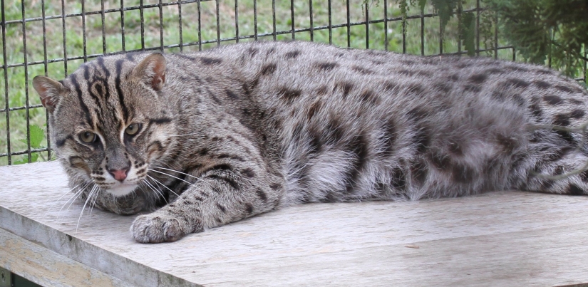 12 surprisingly rare species of wild dogs and cats