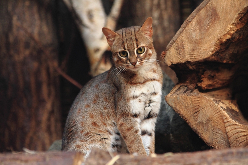 12 surprisingly rare species of wild dogs and cats