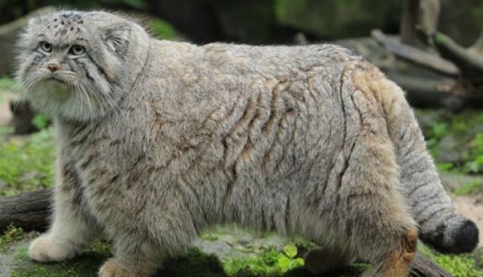 12 surprisingly rare species of wild dogs and cats 12 surprisingly rare species of wild dogs and cats