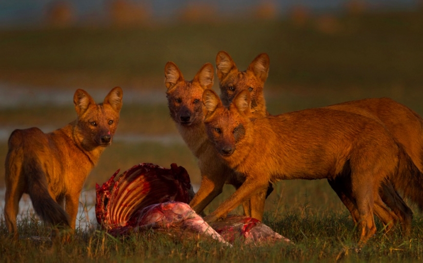 12 surprisingly rare species of wild dogs and cats
