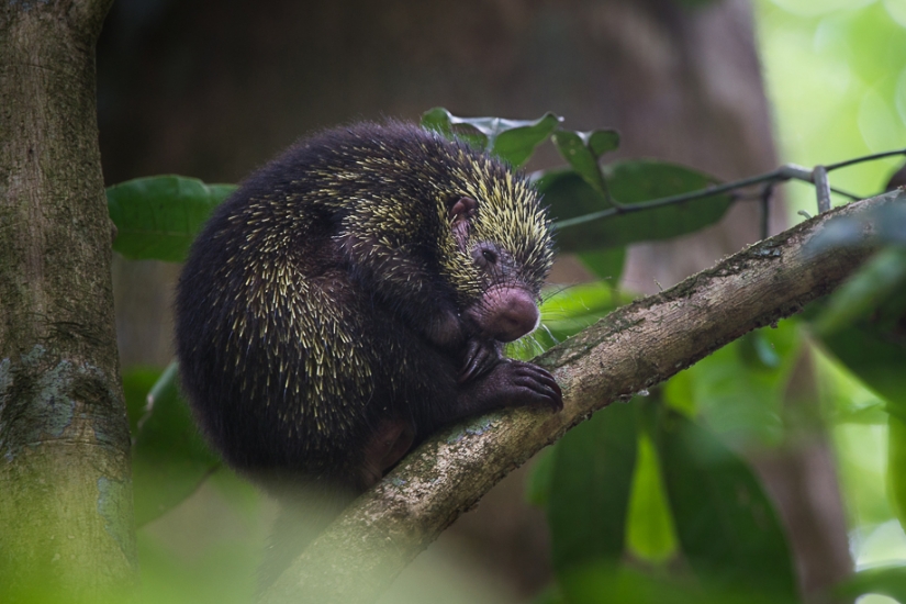 13 animales, mirando a los que quiero decir: "¿Qué eres?"