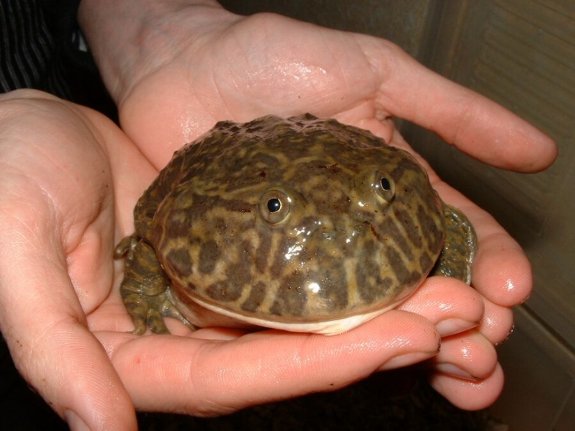 13 animales, mirando a los que quiero decir: "¿Qué eres?"