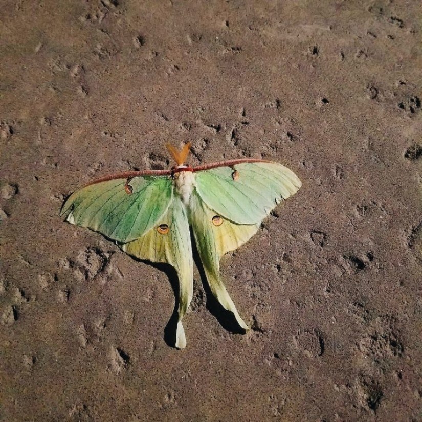 13 animales, mirando a los que quiero decir: "¿Qué eres?"