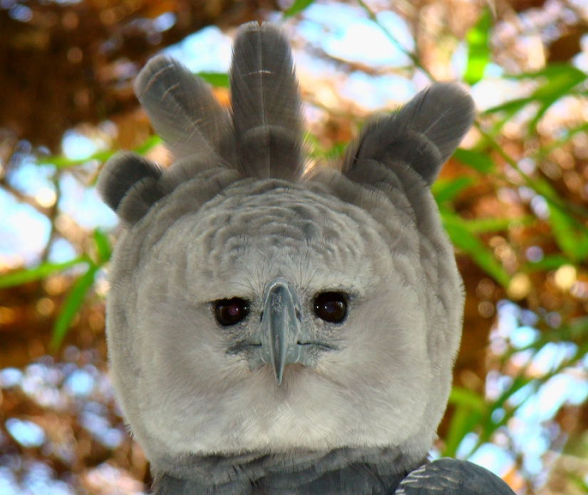 13 animales, mirando a los que quiero decir: "¿Qué eres?"