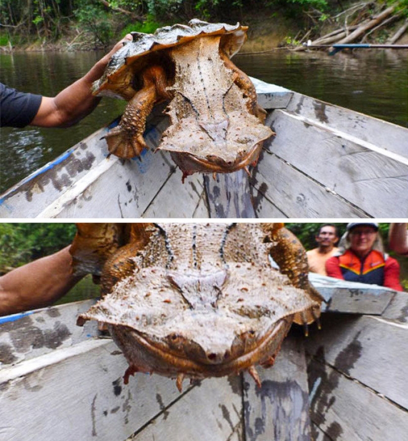 13 animales, mirando a los que quiero decir: "¿Qué eres?"