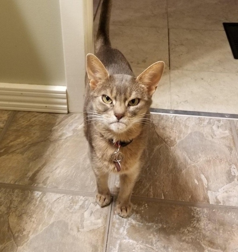 13 animals that tried to get angry