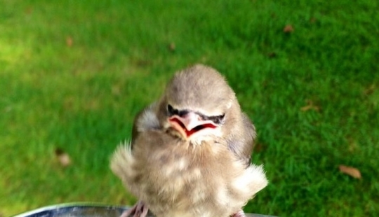 13 animals that tried to get angry