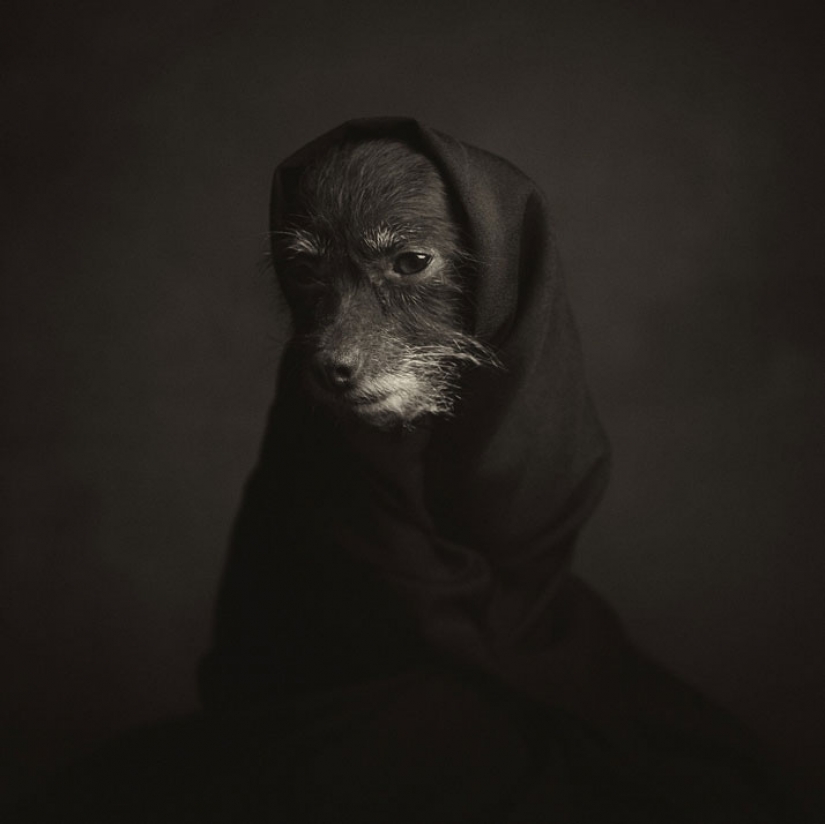 13 impresionantes retratos de animales con emociones "humanas" 13 impresionantes retratos de animales con emociones "humanas"