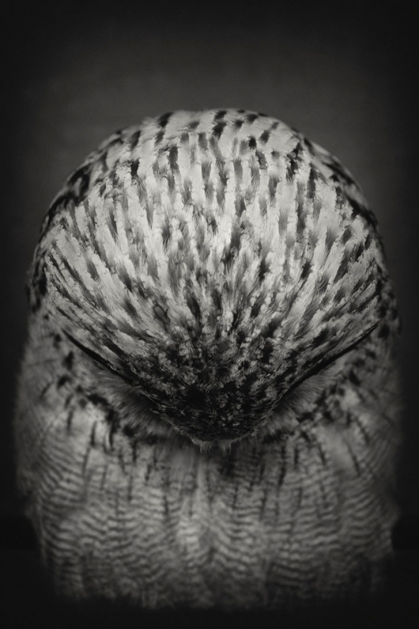 13 impresionantes retratos de animales con emociones "humanas" 13 impresionantes retratos de animales con emociones "humanas"