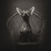 13 impresionantes retratos de animales con emociones "humanas"