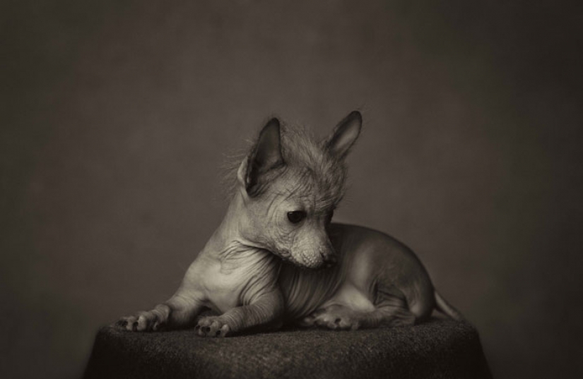 13 impresionantes retratos de animales con emociones "humanas" 13 impresionantes retratos de animales con emociones "humanas"