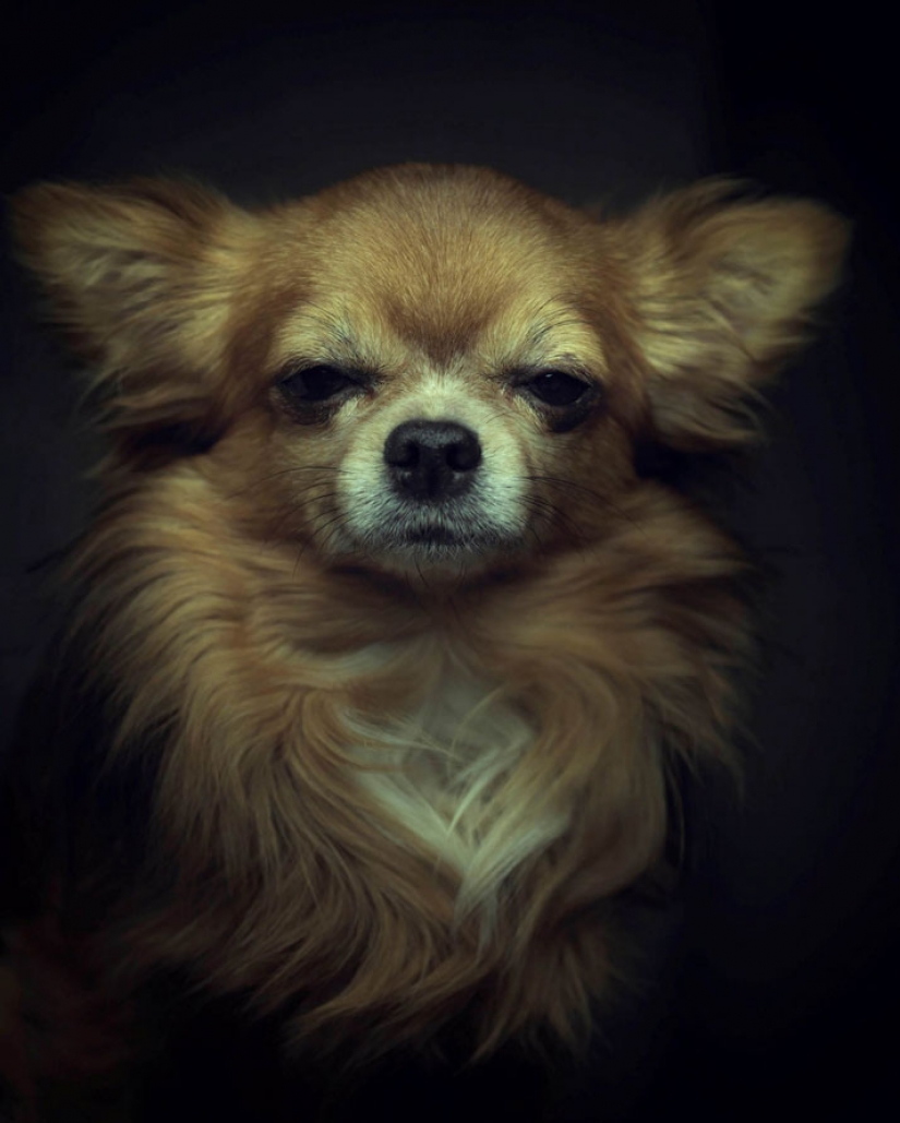 13 impresionantes retratos de animales con emociones "humanas" 13 impresionantes retratos de animales con emociones "humanas"