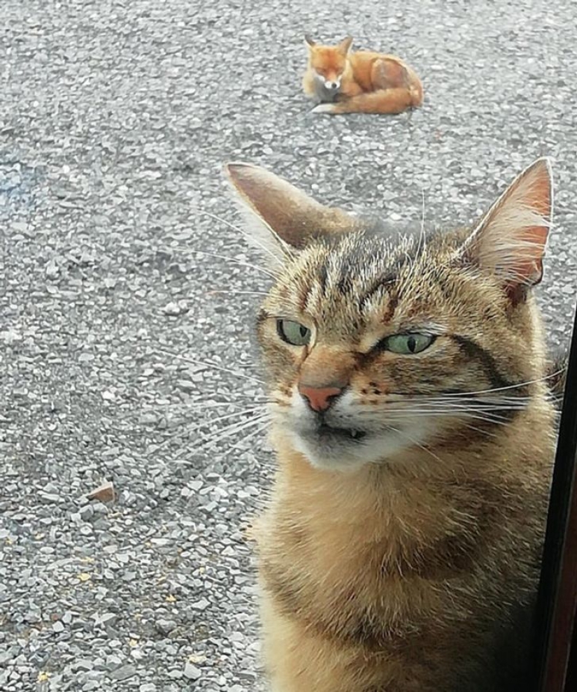 13 mascotas que no necesitan hablar porque todo está escrito en sus caras 13 mascotas que no necesitan hablar porque todo está escrito en sus caras