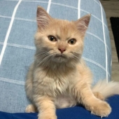 13 mascotas que no necesitan hablar porque todo está escrito en sus caras