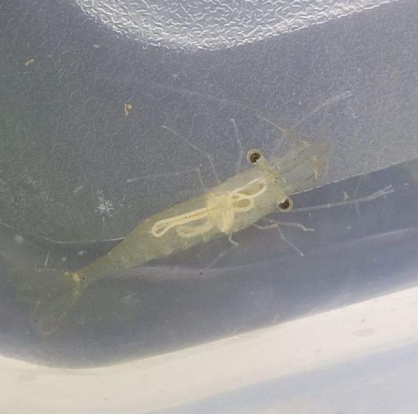 13 people shared their findings, which eventually became startling discoveries