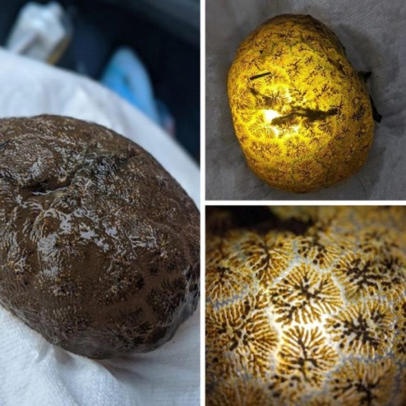 13 people shared their findings, which eventually became startling discoveries